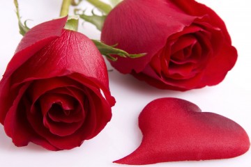 valentinesdayroses1